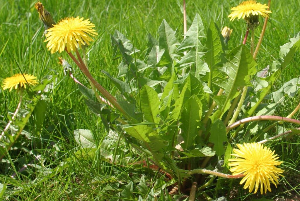 Dandelions