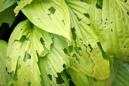 Green leaves in garden eaten by slugs