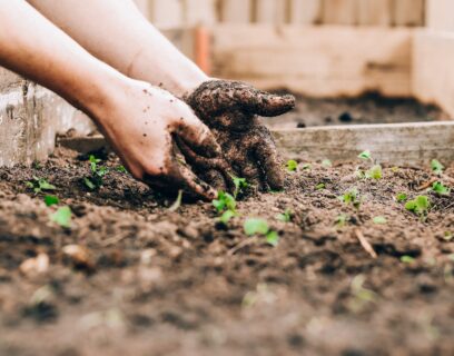 Hands planting seedlings into a raised bed