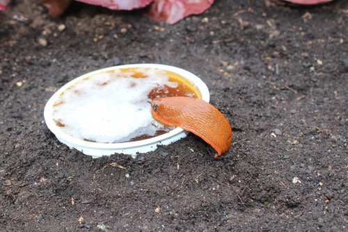 Slug entering a beer trap.