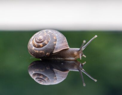 Snail on a mirror