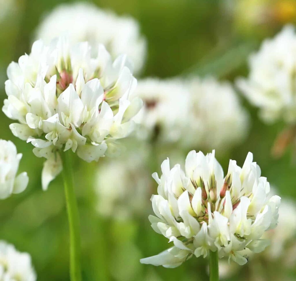 Clover flowers