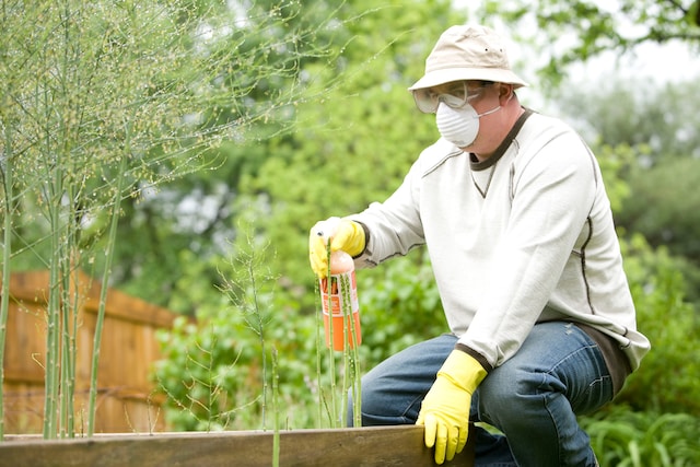 Man applies fertiliser to raised bed wearing protective gear