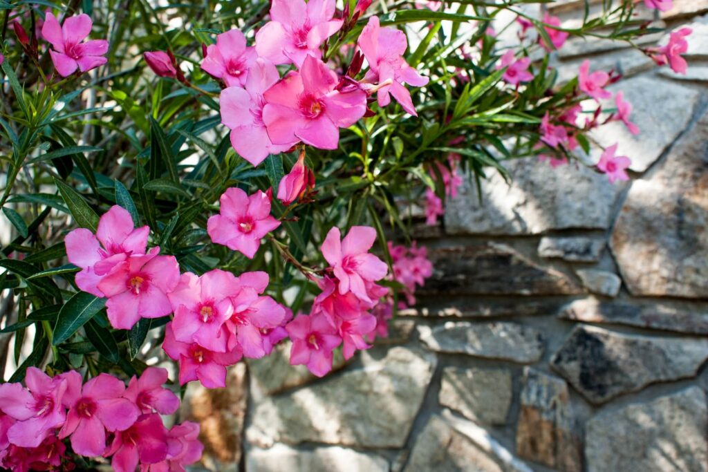 Beautiful flowering bush