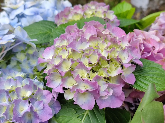 Beautiful colourful hydrangea flowers