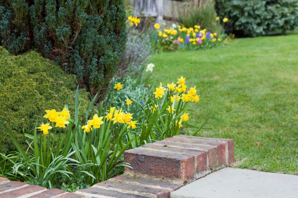 Daffodils in bloom