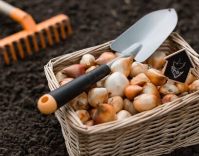 Flowering bulbs in a basket ready for planting.