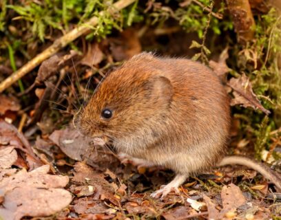 Garden vole