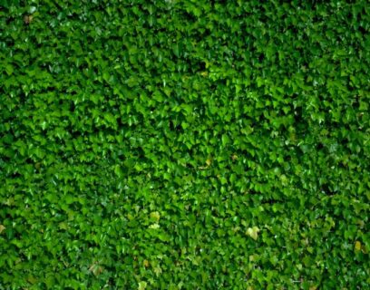 Beautiful green wall