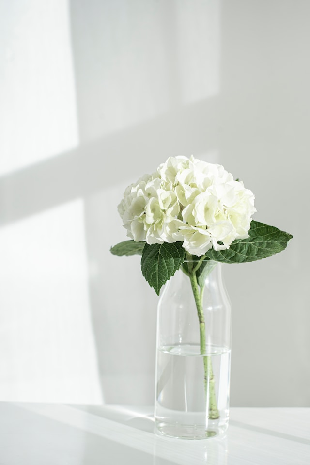 Hydrangea in a bottle