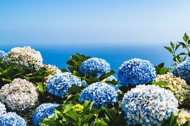 Hydrangeas by the sea