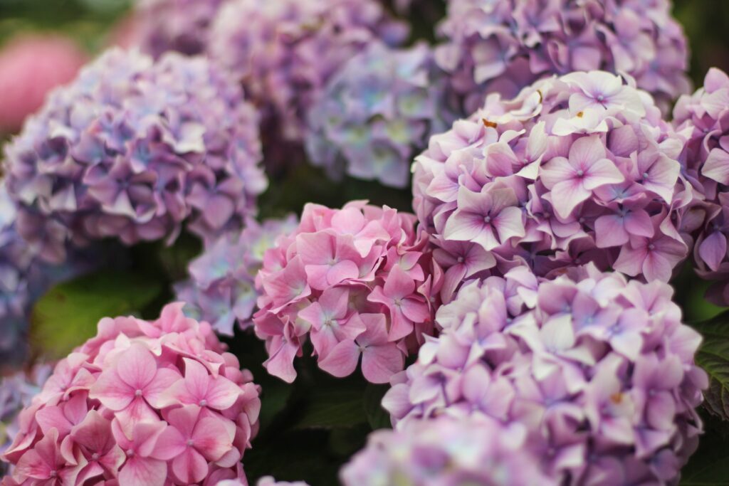 Hydrangeas in bloom