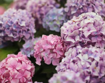 Hydrangeas in bloom