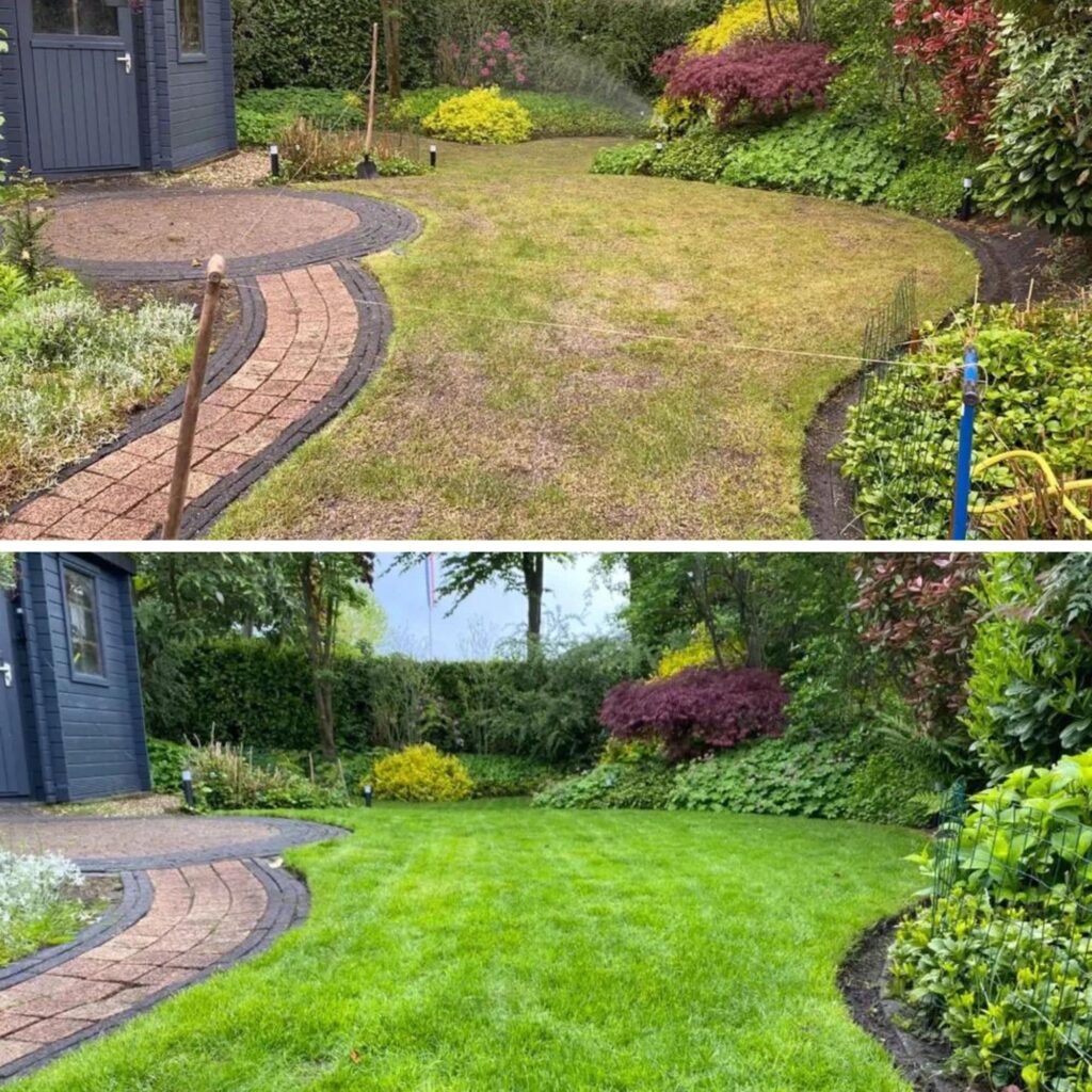 Lawn in need of fertilising vs well fertilised 