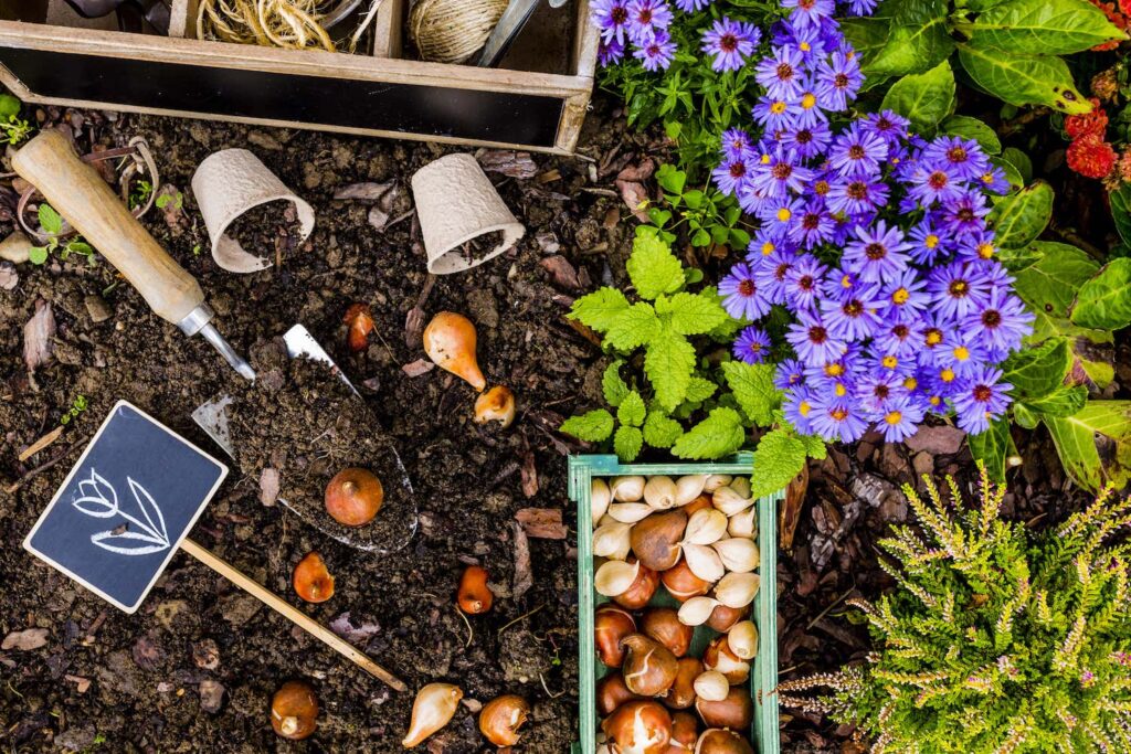 Collection of bulbs and flowers