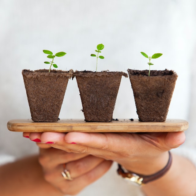 Seedlings in compostable pots