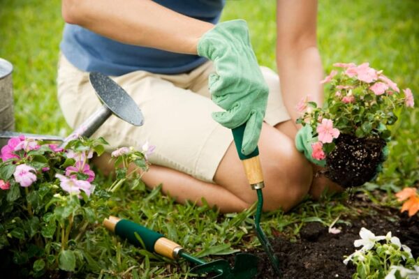 A woman transplating a potted plant into the ground.