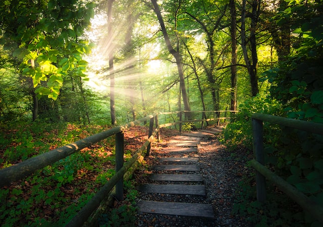 Tranquil woodland