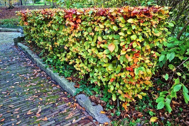 Autumnal hedging
