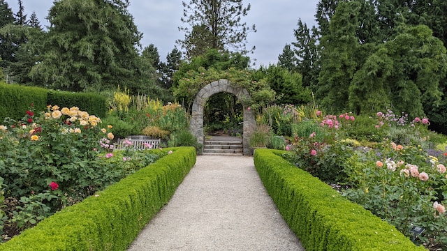 Beautiful hedges in a summer garden