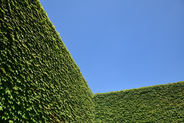 Neatly pruned beech hedges