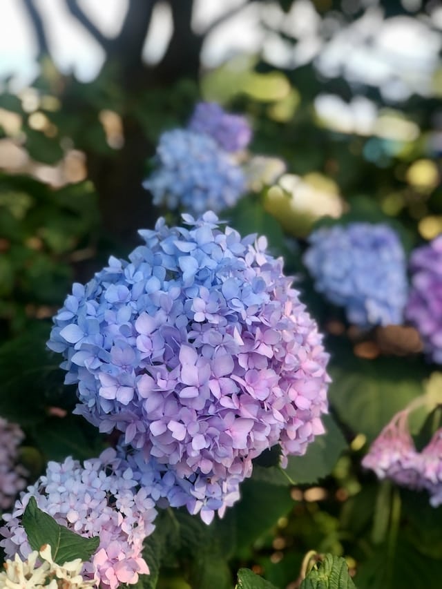 Blue and pink hydrangeas