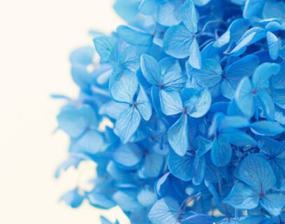 Beautiful blue hydrangea