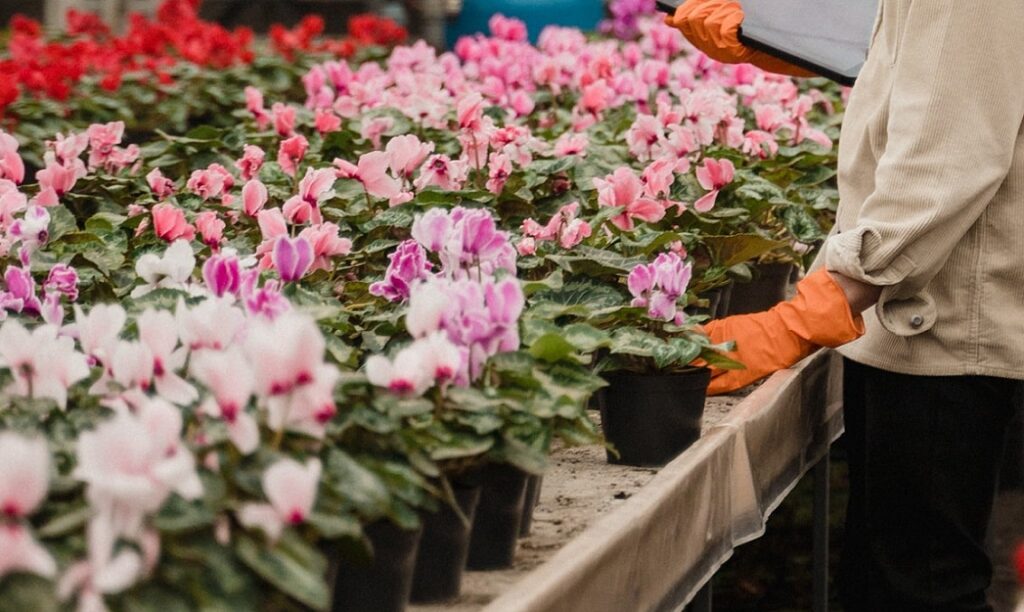 Flowers lined up in a garden centre