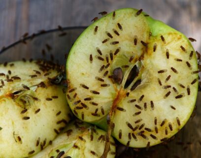 Fruit flies on an apple