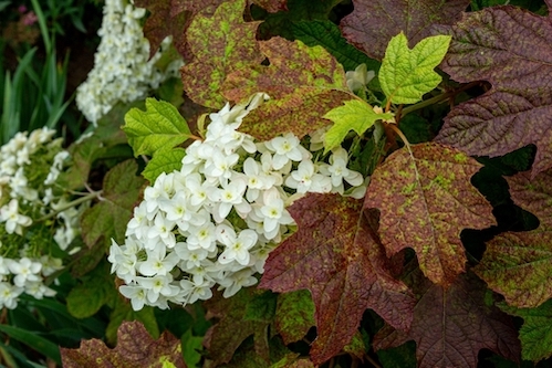 Beautiful hydrangea quercifolia flowers and oak-like leaves