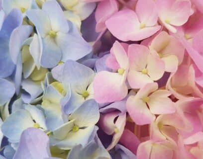 Hydrangeas close-up