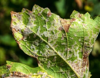 Mildew on a dying leaf