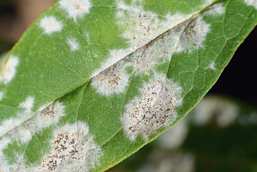 Powdery mildew on a leaf