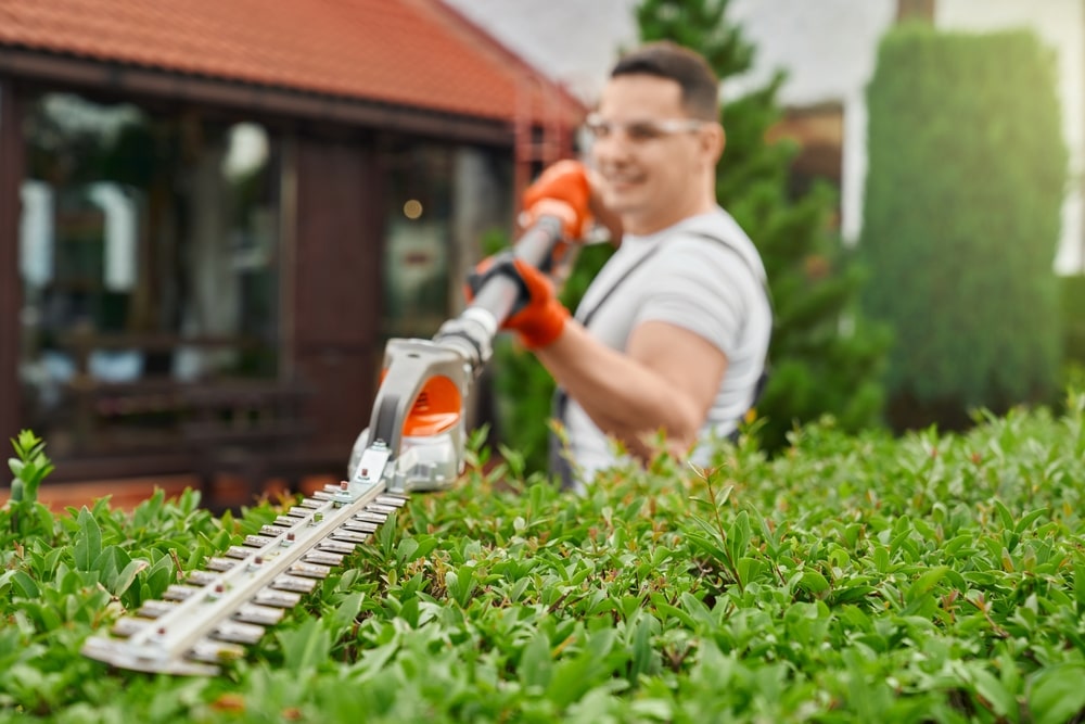 A professional gardener trimming a hedge