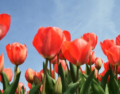 Tulips in the sun