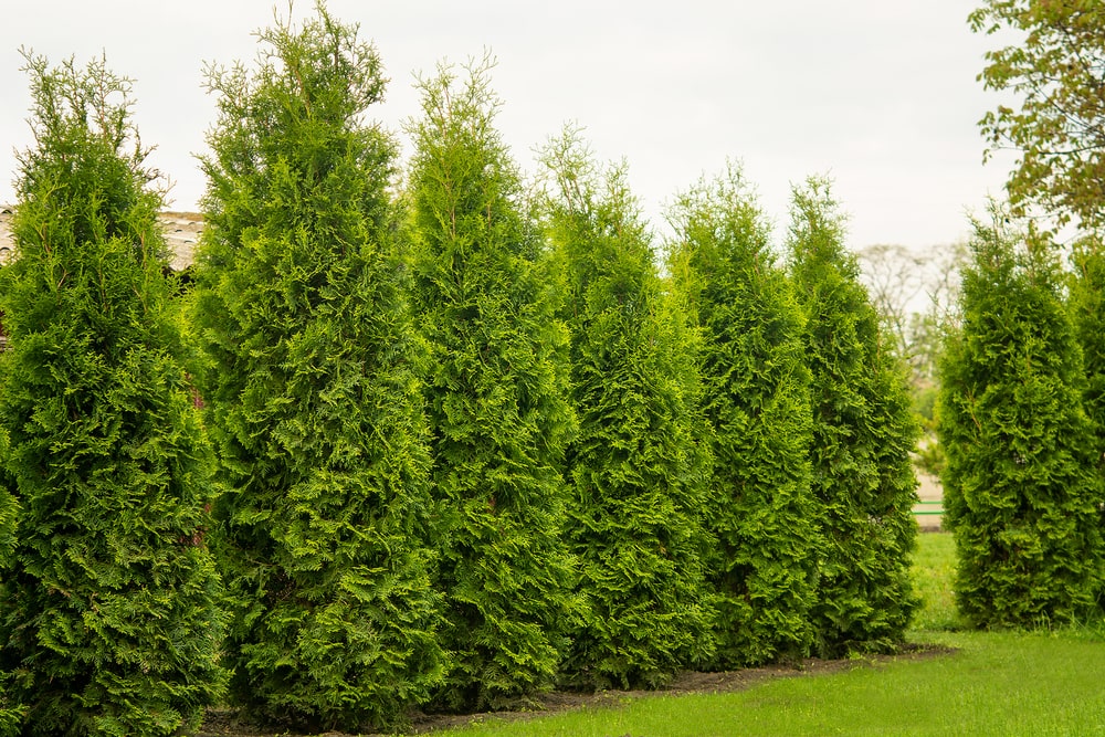 A string of conifers, trimmed into a V shape. 