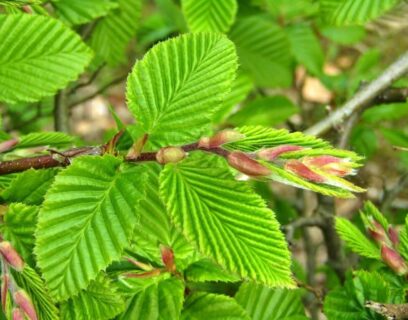 A budding beech hedge