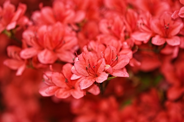 Stunning red azaleas