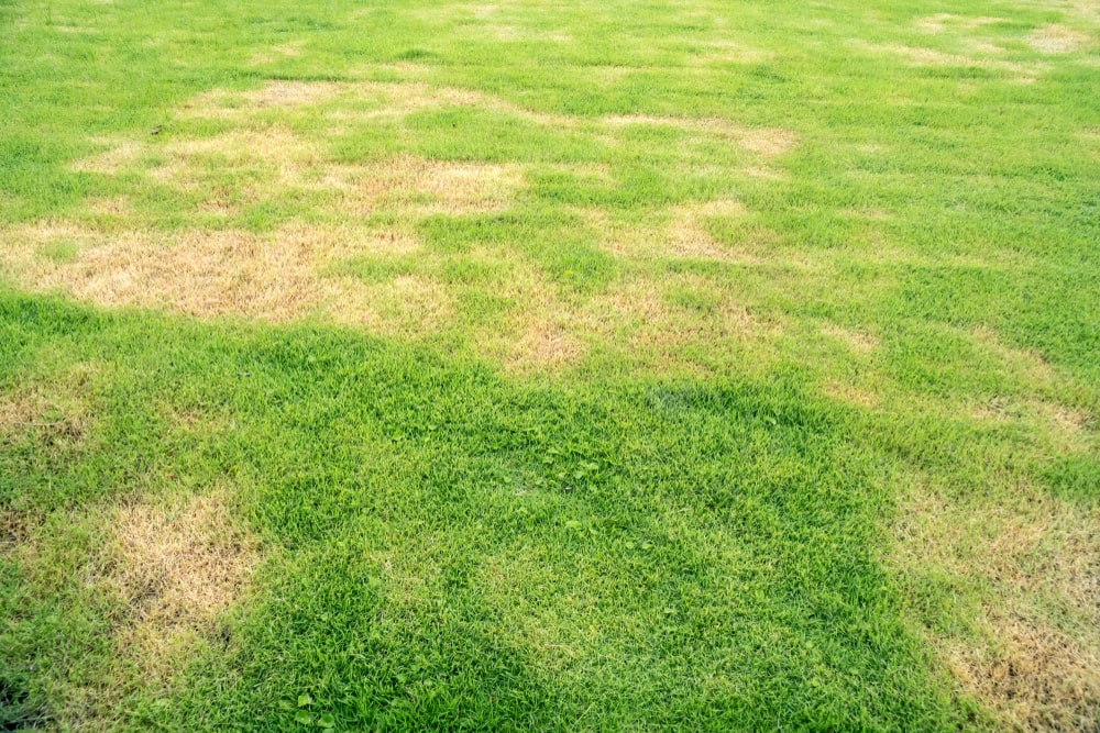 Dying grass spots on an otherwise healthy lawn