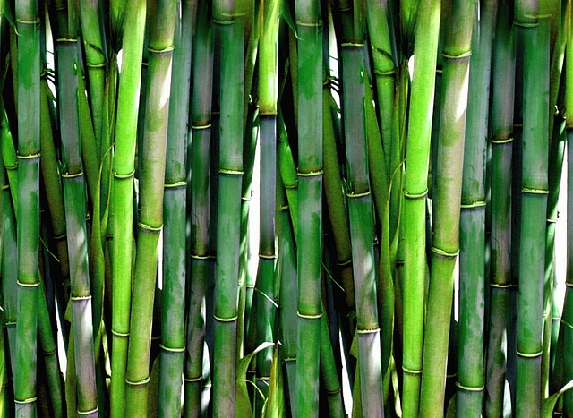 Bamboo bush