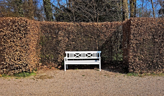 A red beech hedge surrounding a garden bench