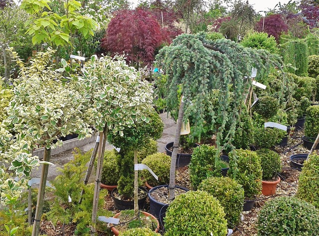 box plants in a nursery