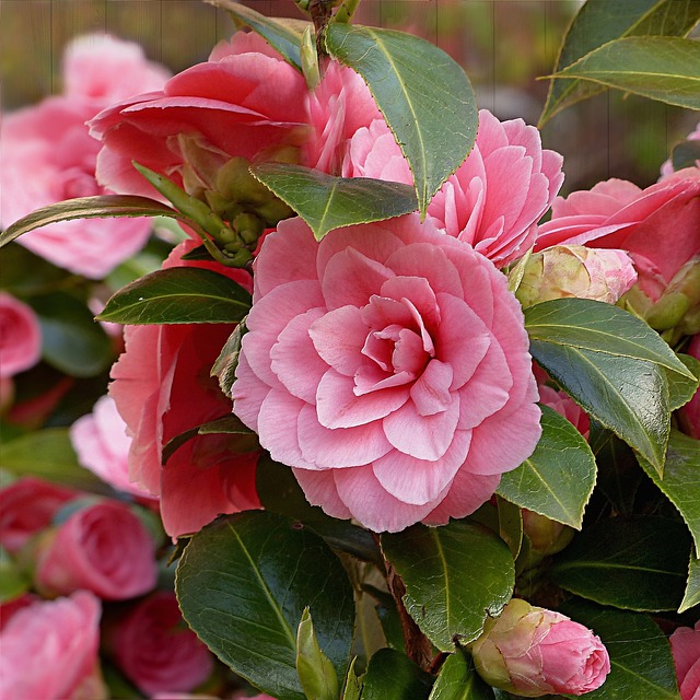 Stunning camelia flowers