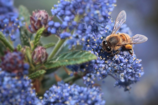 A bee feeding on a Californian lilac.