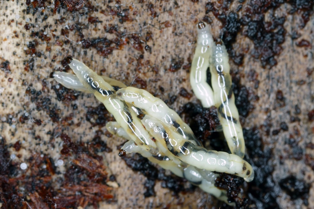 Fungus gnat larvae sitting on soil