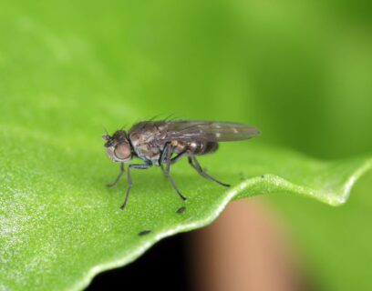 Fungus gnat on a leaf