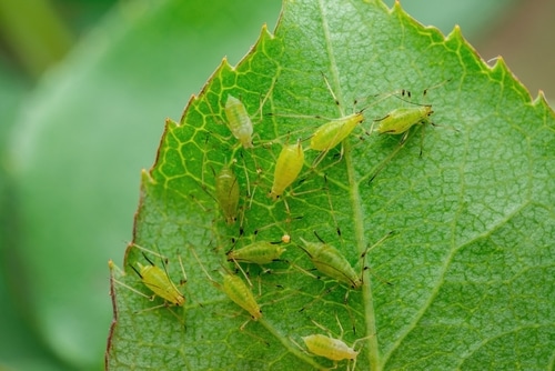 Greenflies on a leaf