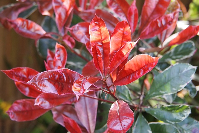 Photinia plant