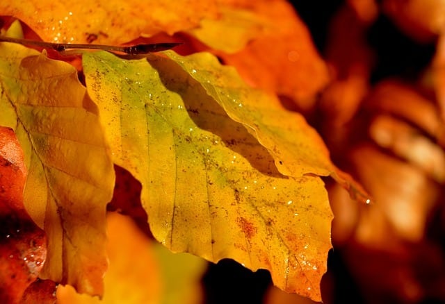 Close-up of a red beech hedge