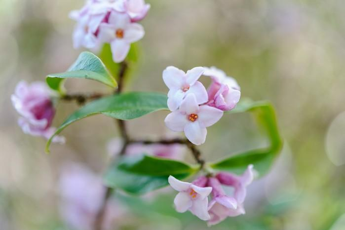 Daphne flowers